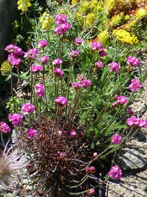 Armeria maritima 'Rubrifolia'